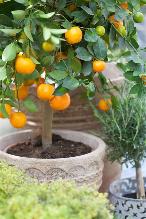 skötsel av citrusväxter